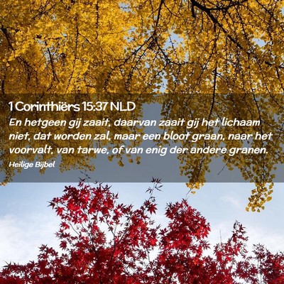Picture 02 - 1 Corinthiërs 15:37 NLD - En hetgeen gij zaait, daarvan zaait gij het - Bible Verse Picture