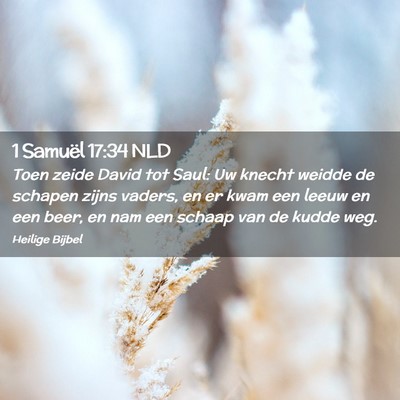 Picture 02 - 1 Samuël 17:34 NLD - Toen zeide David tot Saul: Uw knecht weidde de - Bible Verse Picture