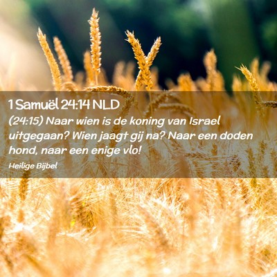 Picture 02 - 1 Samuël 24:14 NLD - (24:15) Naar wien is de koning van Israel - Bible Verse Picture