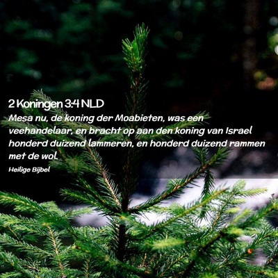 Picture 02 - 2 Koningen 3:4 NLD - Mesa nu, de koning der Moabieten, was een - Bible Verse Picture