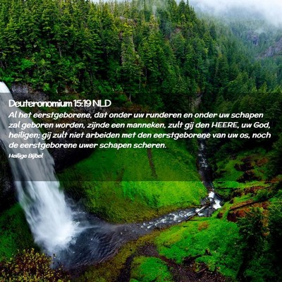 Picture 02 - Deuteronomium 15:19 NLD - Al het eerstgeborene, dat onder uw runderen en - Bible Verse Picture