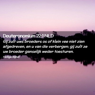Picture 02 - Deuteronomium 22:1 NLD - Gij zult uws broeders os of klein vee niet zien - Bible Verse Picture