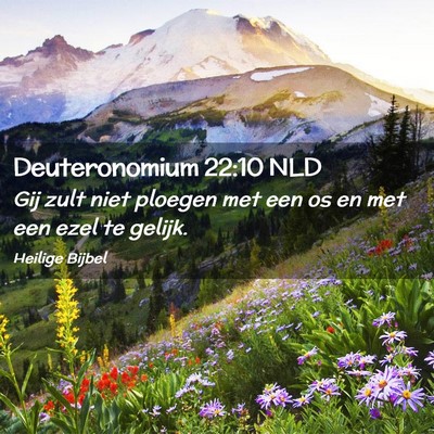 Picture 02 - Deuteronomium 22:10 NLD - Gij zult niet ploegen met een os en met een ezel - Bible Verse Picture