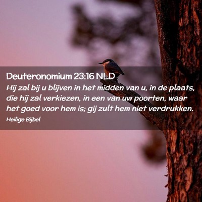 Picture 02 - Deuteronomium 23:16 NLD - Hij zal bij u blijven in het midden van u, in de - Bible Verse Picture