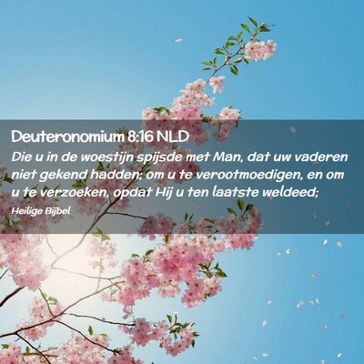 Picture 02 - Deuteronomium 8:16 NLD - Die u in de woestijn spijsde met Man, dat uw - Bible Verse Picture