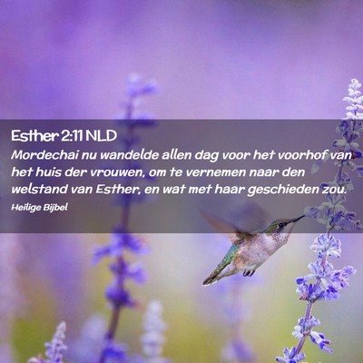 Picture 02 - Esther 2:11 NLD - Mordechai nu wandelde allen dag voor het voorhof - Bible Verse Picture