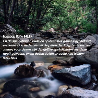 Picture 02 - Exodus 10:14 NLD - En de sprinkhanen kwamen op over het ganse - Bible Verse Picture