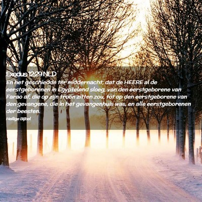 Picture 02 - Exodus 12:29 NLD - En het geschiedde ter middernacht, dat de HEERE - Bible Verse Picture