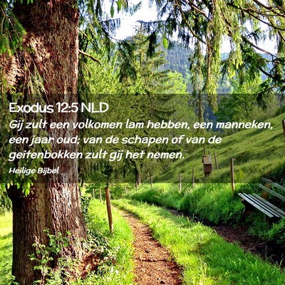 Picture 02 - Exodus 12:5 NLD - Gij zult een volkomen lam hebben, een manneken, - Bible Verse Picture