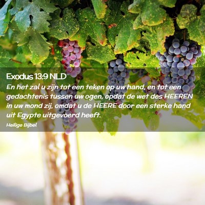 Picture 02 - Exodus 13:9 NLD - En het zal u zijn tot een teken op uw hand, en - Bible Verse Picture