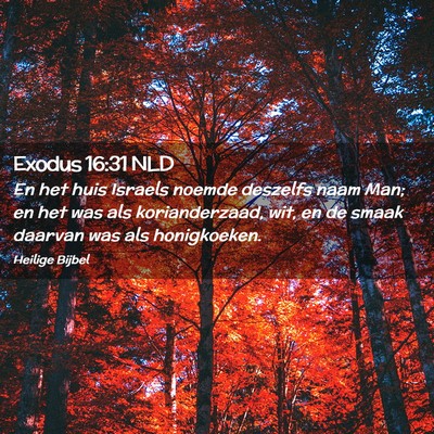 Picture 02 - Exodus 16:31 NLD - En het huis Israels noemde deszelfs naam Man; en - Bible Verse Picture