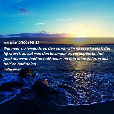 Picture 02 - Exodus 21:35 NLD - Wanneer nu iemands os den os van zijn naaste - Bible Verse Picture