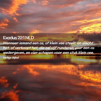 Picture 02 - Exodus 22:1 NLD - Wanneer iemand een os, of klein vee steelt, en - Bible Verse Picture