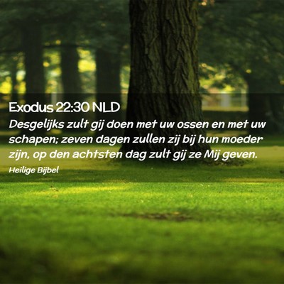 Picture 02 - Exodus 22:30 NLD - Desgelijks zult gij doen met uw ossen en met uw - Bible Verse Picture