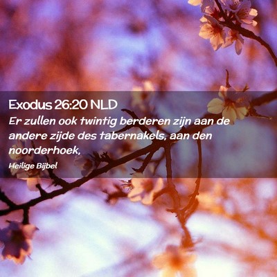 Picture 02 - Exodus 26:20 NLD - Er zullen ook twintig berderen zijn aan de andere - Bible Verse Picture