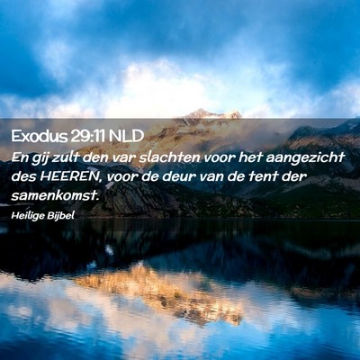 Picture 02 - Exodus 29:11 NLD - En gij zult den var slachten voor het aangezicht - Bible Verse Picture