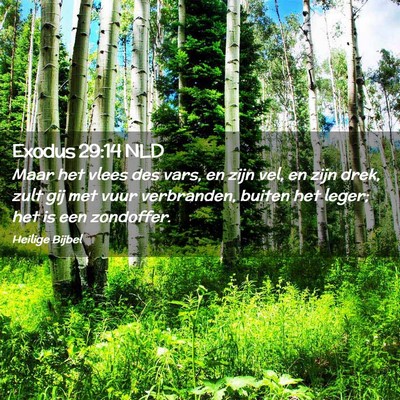 Picture 02 - Exodus 29:14 NLD - Maar het vlees des vars, en zijn vel, en zijn - Bible Verse Picture