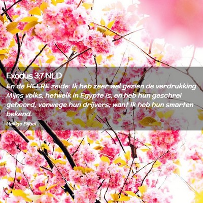 Picture 02 - Exodus 3:7 NLD - En de HEERE zeide: Ik heb zeer wel gezien de - Bible Verse Picture