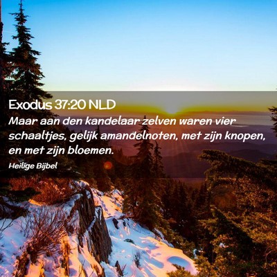 Picture 02 - Exodus 37:20 NLD - Maar aan den kandelaar zelven waren vier - Bible Verse Picture