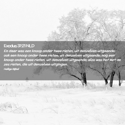Picture 02 - Exodus 37:21 NLD - En daar was een knoop onder twee rieten, uit - Bible Verse Picture
