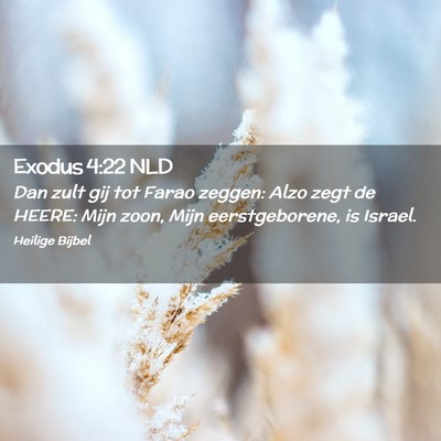 Picture 02 - Exodus 4:22 NLD - Dan zult gij tot Farao zeggen: Alzo zegt de - Bible Verse Picture