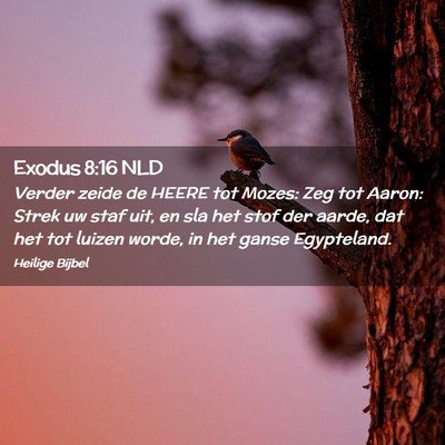 Picture 02 - Exodus 8:16 NLD - Verder zeide de HEERE tot Mozes: Zeg tot Aaron: - Bible Verse Picture