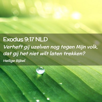 Picture 02 - Exodus 9:17 NLD - Verheft gij uzelven nog tegen Mijn volk, dat gij - Bible Verse Picture