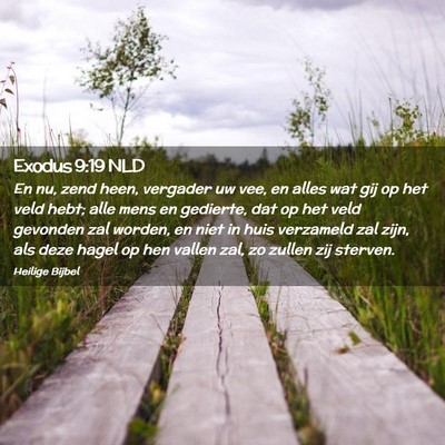 Picture 02 - Exodus 9:19 NLD - En nu, zend heen, vergader uw vee, en alles wat - Bible Verse Picture