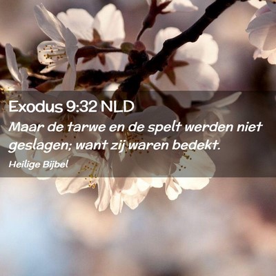 Picture 02 - Exodus 9:32 NLD - Maar de tarwe en de spelt werden niet geslagen; - Bible Verse Picture