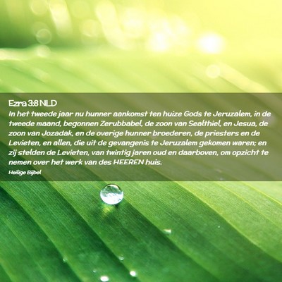 Picture 02 - Ezra 3:8 NLD - In het tweede jaar nu hunner aankomst ten huize - Bible Verse Picture