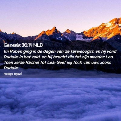 Picture 02 - Genesis 30:14 NLD - En Ruben ging in de dagen van de tarweoogst, en - Bible Verse Picture