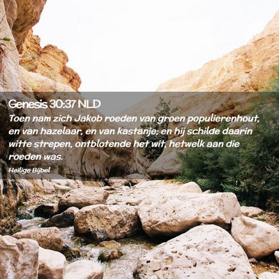 Picture 02 - Genesis 30:37 NLD - Toen nam zich Jakob roeden van groen - Bible Verse Picture