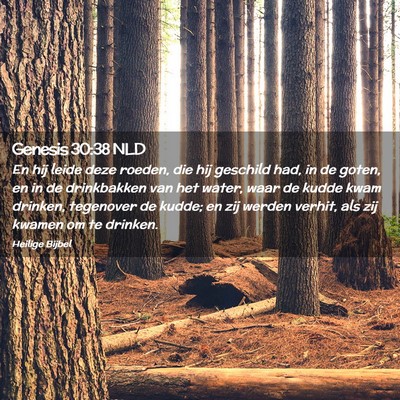 Picture 02 - Genesis 30:38 NLD - En hij leide deze roeden, die hij geschild had, - Bible Verse Picture