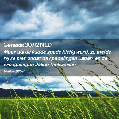 Picture 02 - Genesis 30:42 NLD - Maar als de kudde spade hittig werd, zo stelde - Bible Verse Picture
