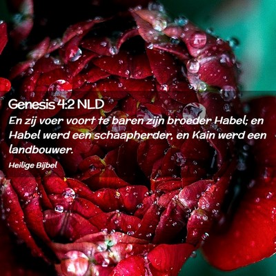Picture 02 - Genesis 4:2 NLD - En zij voer voort te baren zijn broeder Habel; en - Bible Verse Picture