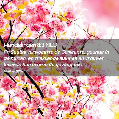 Picture 02 - Handelingen 8:3 NLD - En Saulus verwoestte de Gemeente, gaande in de - Bible Verse Picture