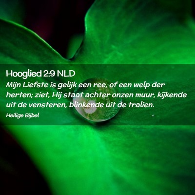 Picture 02 - Hooglied 2:9 NLD - Mijn Liefste is gelijk een ree, of een welp der - Bible Verse Picture