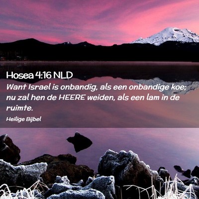 Picture 02 - Hosea 4:16 NLD - Want Israel is onbandig, als een onbandige koe; - Bible Verse Picture