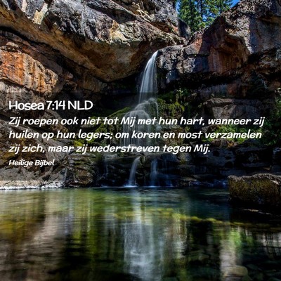 Picture 02 - Hosea 7:14 NLD - Zij roepen ook niet tot Mij met hun hart, wanneer - Bible Verse Picture