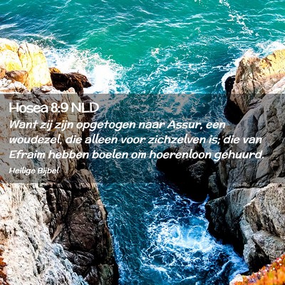 Picture 02 - Hosea 8:9 NLD - Want zij zijn opgetogen naar Assur, een woudezel, - Bible Verse Picture