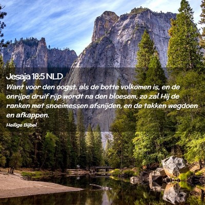 Picture 02 - Jesaja 18:5 NLD - Want voor den oogst, als de botte volkomen is, en - Bible Verse Picture