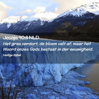 Picture 02 - Jesaja 40:8 NLD - Het gras verdort, de bloem valt af; maar het - Bible Verse Picture