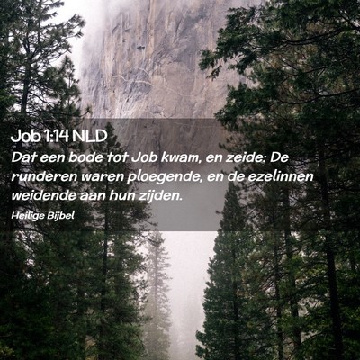 Picture 02 - Job 1:14 NLD - Dat een bode tot Job kwam, en zeide: De runderen - Bible Verse Picture
