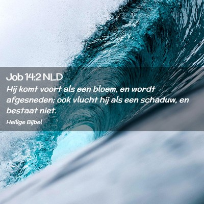 Picture 02 - Job 14:2 NLD - Hij komt voort als een bloem, en wordt - Bible Verse Picture
