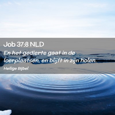 Picture 02 - Job 37:8 NLD - En het gedierte gaat in de loerplaatsen, en - Bible Verse Picture