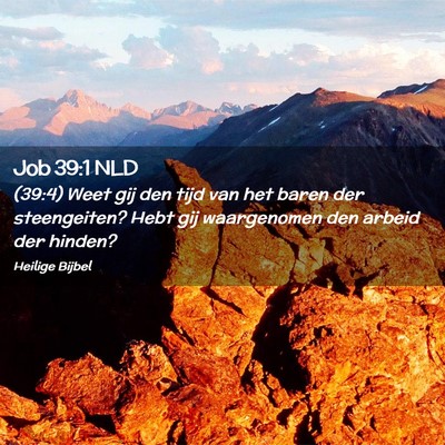 Picture 02 - Job 39:1 NLD - (39:4) Weet gij den tijd van het baren der - Bible Verse Picture