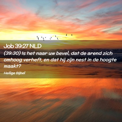 Picture 02 - Job 39:27 NLD - (39:30) Is het naar uw bevel, dat de arend zich - Bible Verse Picture