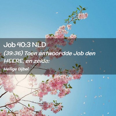 Picture 02 - Job 40:3 NLD - (39:36) Toen antwoordde Job den HEERE, en - Bible Verse Picture