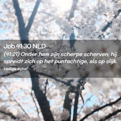 Picture 02 - Job 41:30 NLD - (41:21) Onder hem zijn scherpe scherven; hij - Bible Verse Picture