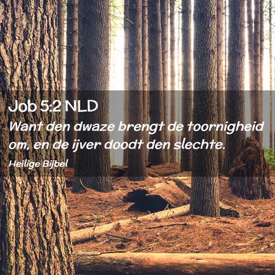 Picture 02 - Job 5:2 NLD - Want den dwaze brengt de toornigheid om, en de - Bible Verse Picture
